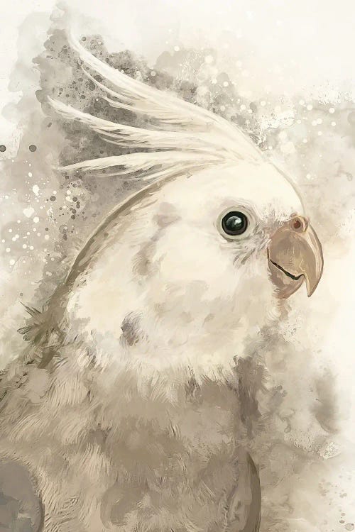 White Faced Cockatiel