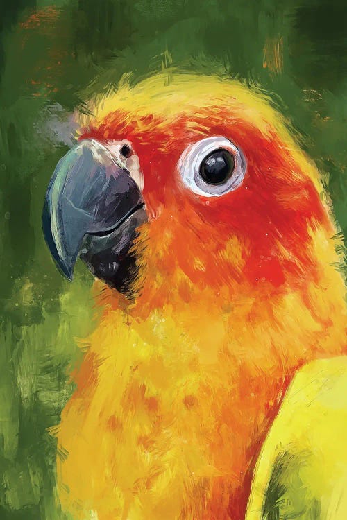 Sun Conure