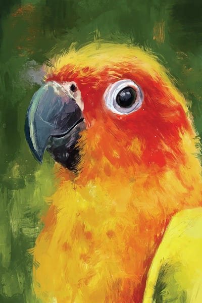 Sun Conure