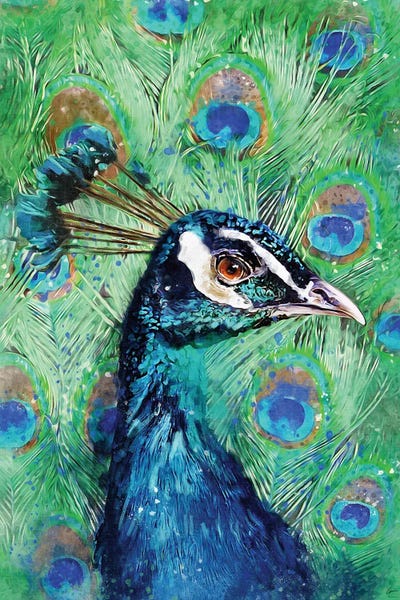 Peacock by Louise Goalby framed wall art