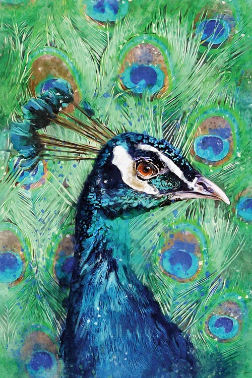 Peacock by Louise Goalby wall art