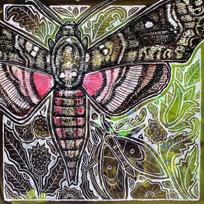 Pink Spotted Hawkmoth by Lynnette Shelley art print