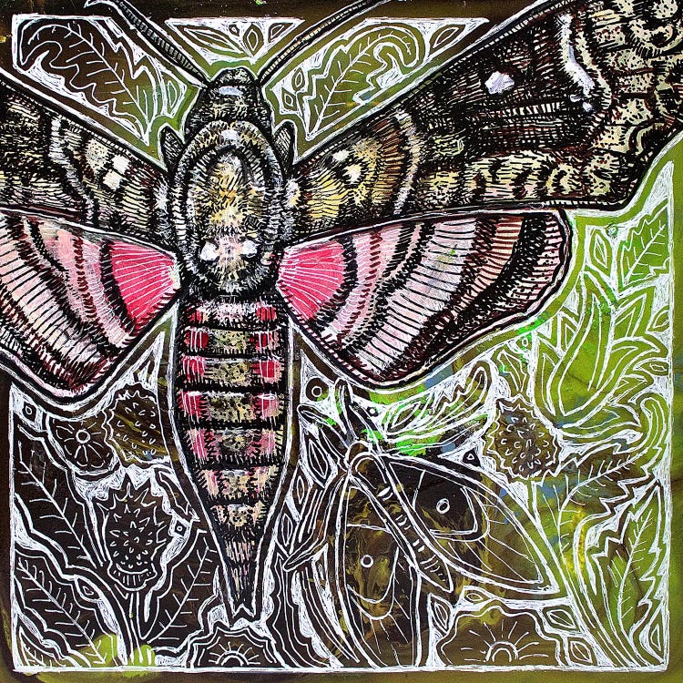 Pink Spotted Hawkmoth by Lynnette Shelley wall art