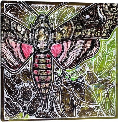 Pink Spotted Hawkmoth Canvas Art Print - Lynnette Shelley