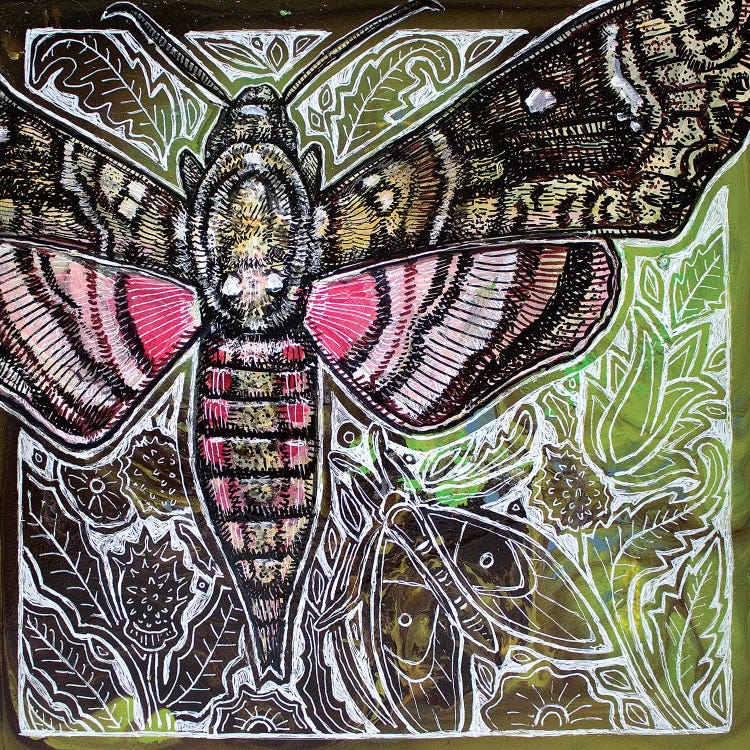Pink Spotted Hawkmoth by Lynnette Shelley wall art