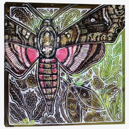 Pink Spotted Hawkmoth Canvas Print #LSH175} by Lynnette Shelley Canvas Art