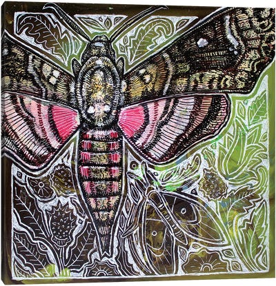 Pink Spotted Hawkmoth Canvas Art Print - Lynnette Shelley