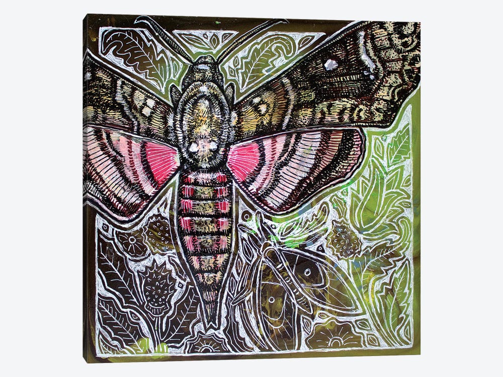 Pink Spotted Hawkmoth by Lynnette Shelley 1-piece Canvas Wall Art
