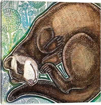 Dreaming Ferret Canvas Art Print - Lynnette Shelley