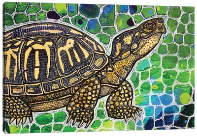 Eastern Box Turtle Canvas Art Print - Reptile & Amphibian Art