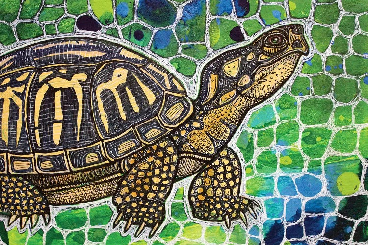 Eastern Box Turtle by Lynnette Shelley wall art