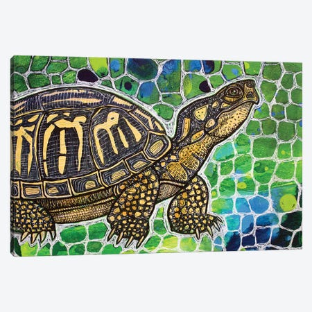 Eastern Box Turtle Canvas Print #LSH28} by Lynnette Shelley Canvas Print
