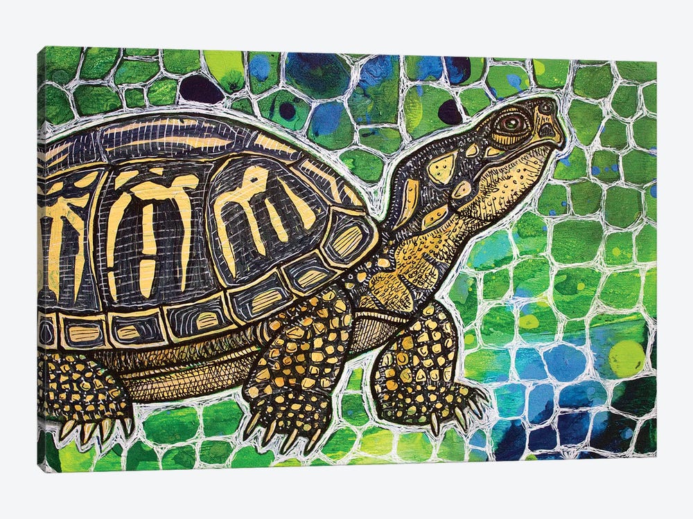 Eastern Box Turtle by Lynnette Shelley 1-piece Canvas Art Print