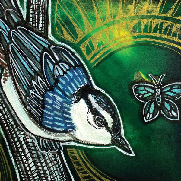 Nuthatches: White-Breasted Nuthatch by Lynnette Shelley