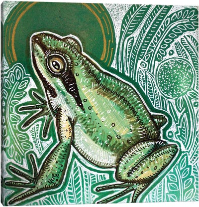 Pacific Tree Frog Canvas Art Print - Lynnette Shelley
