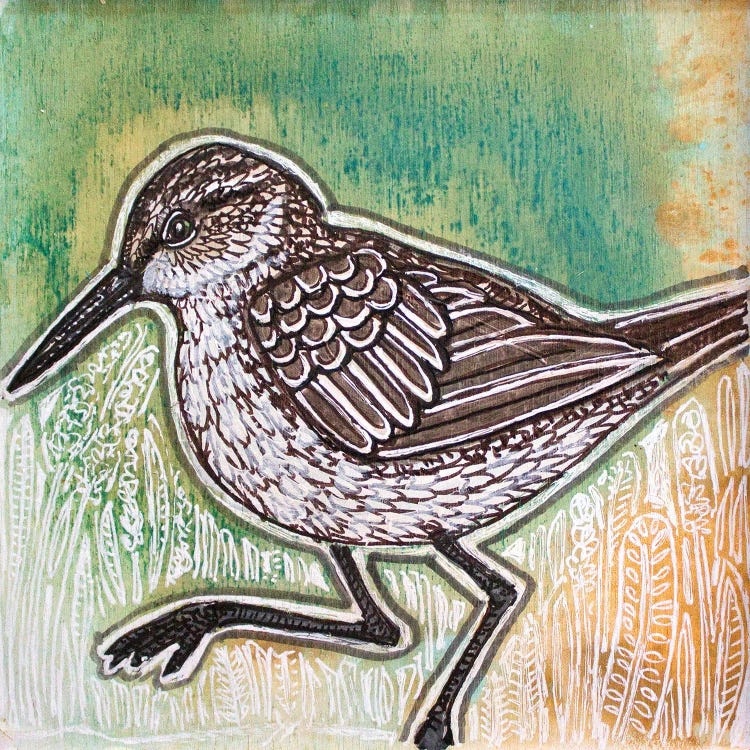 Curlew Sandpiper by Lynnette Shelley wall art