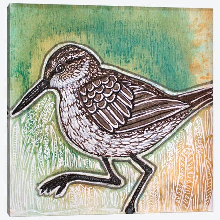 Curlew Sandpiper Canvas Print #LSH604} by Lynnette Shelley Canvas Art