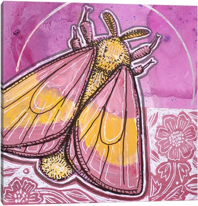 Rosy Maple Moth Canvas Art Print - Lynnette Shelley