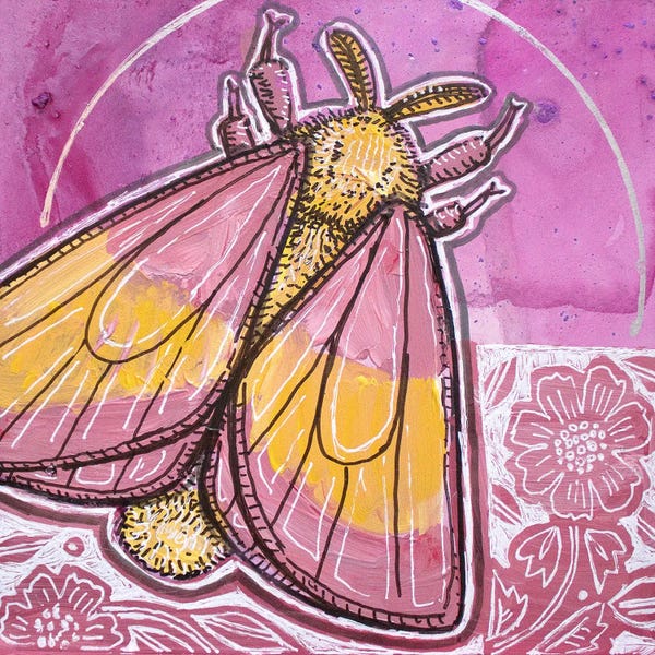 Moths: Rosy Maple Moth by Lynnette Shelley