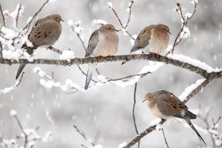 Mourning Dove Group In Winter, Nova Scotia, Canada I