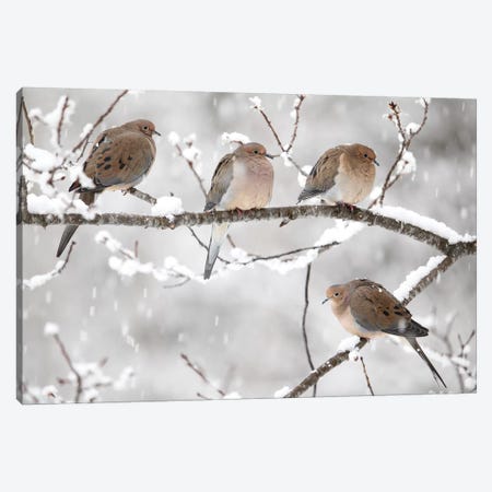 Mourning Dove Group In Winter, Nova Scotia, Canada I Canvas Print #LSL10} by Scott Leslie Canvas Artwork