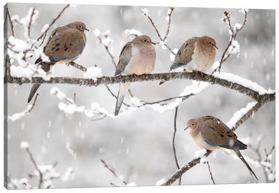 Mourning Dove Group In Winter, Nova Scotia, Canada I Canvas Art Print - Dove & Pigeon Art