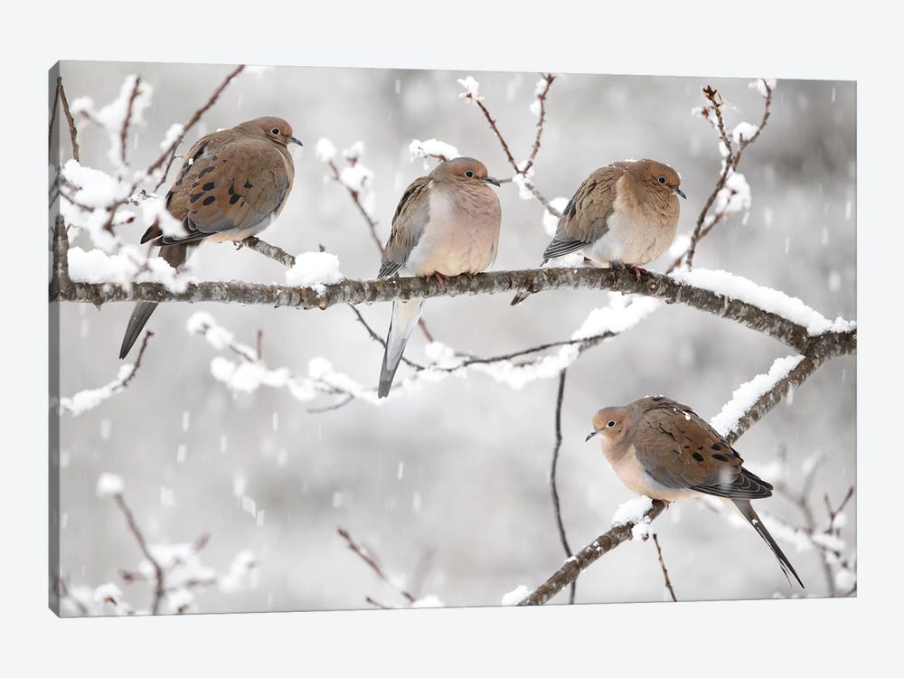 Mourning Dove Group In Winter, Nova Scotia, Canada I by Scott Leslie 1-piece Art Print