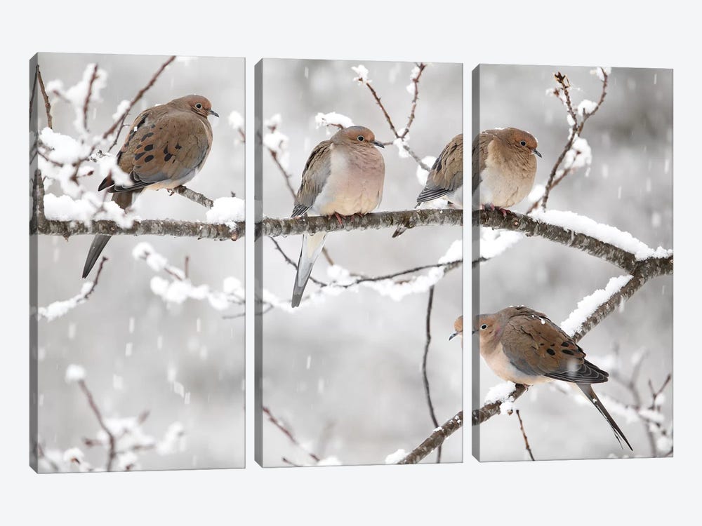 Mourning Dove Group In Winter, Nova Scotia, Canada I by Scott Leslie 3-piece Art Print