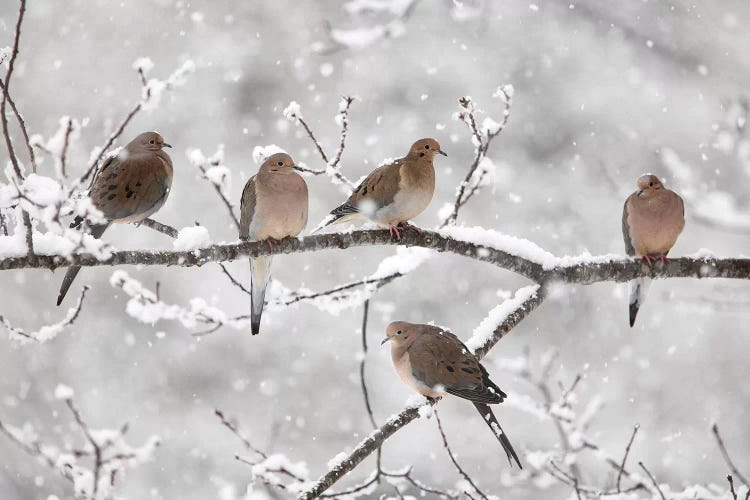 Mourning Dove Group In Winter, Nova Scotia, Canada II