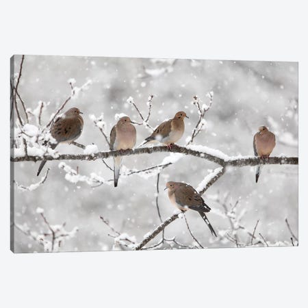 Mourning Dove Group In Winter, Nova Scotia, Canada II Canvas Print #LSL11} by Scott Leslie Canvas Artwork