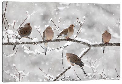 Mourning Dove Group In Winter, Nova Scotia, Canada II Canvas Art Print - Holiday Décor