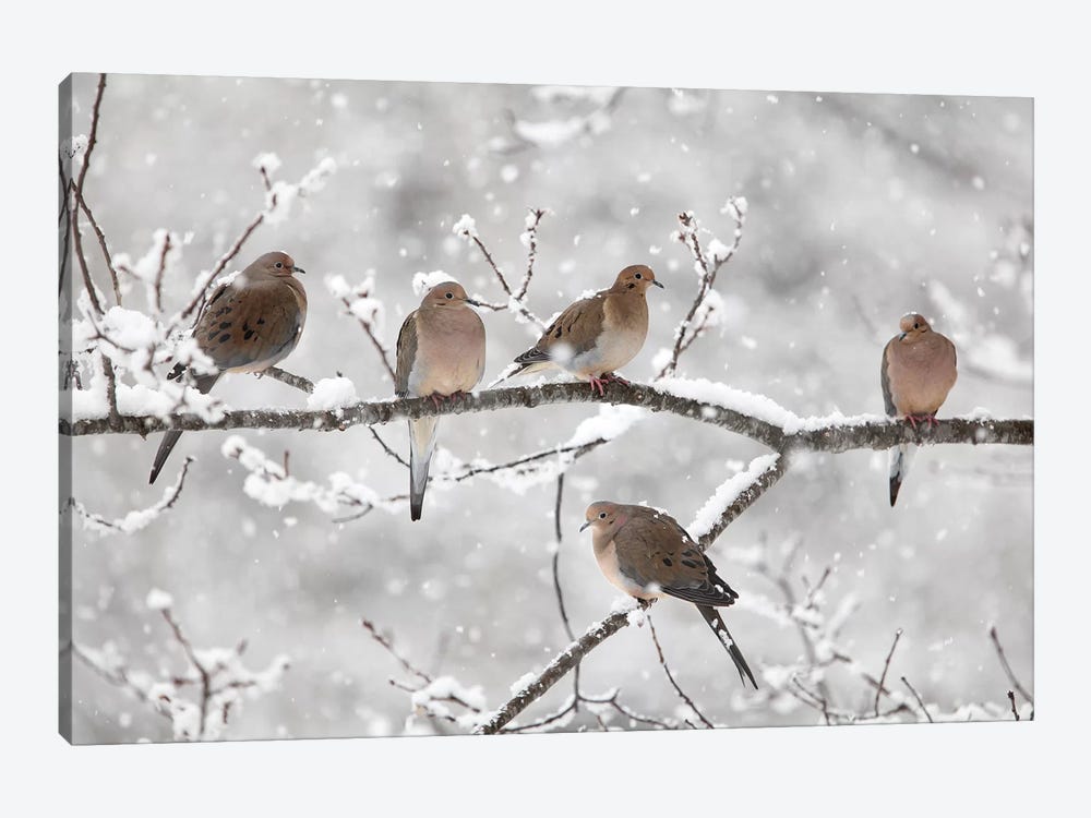 Mourning Dove Group In Winter, Nova Scotia, Canada II by Scott Leslie 1-piece Canvas Art