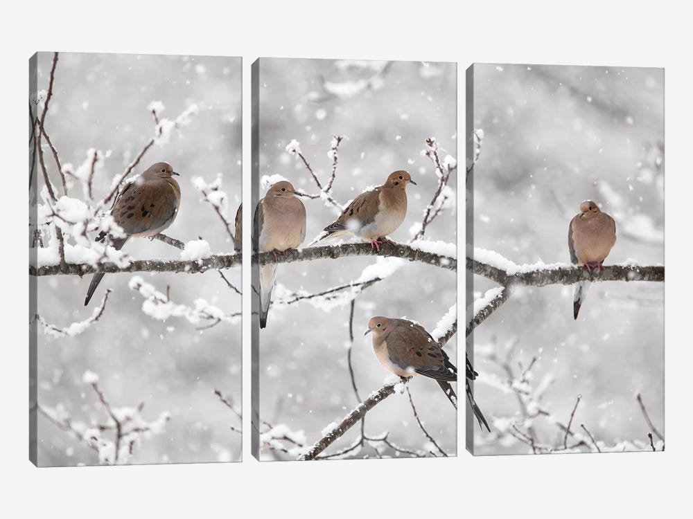Mourning Dove Group In Winter, Nova Scotia, Canada II by Scott Leslie 3-piece Canvas Wall Art