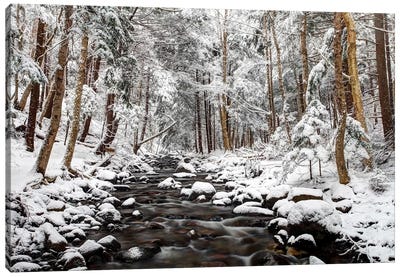 Stream In Winter, Nova Scotia, Canada - Horizontal Canvas Art Print - Forest Art