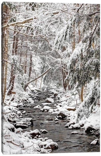 Stream In Winter, Nova Scotia, Canada - Vertical Canvas Art Print - Forest Art