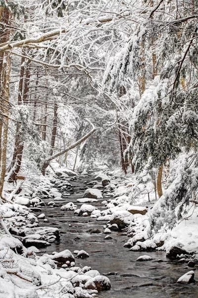 Large Photography - Canvas Prints: Stream In Winter, Nova Scotia, Canada - Vertical by Scott Leslie