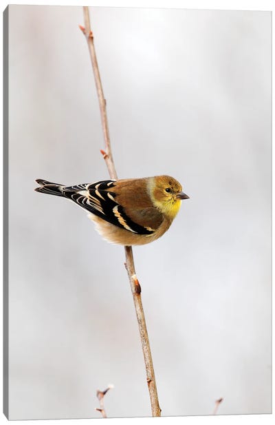 American Goldfinch, Canada Canvas Art Print - Scott Leslie