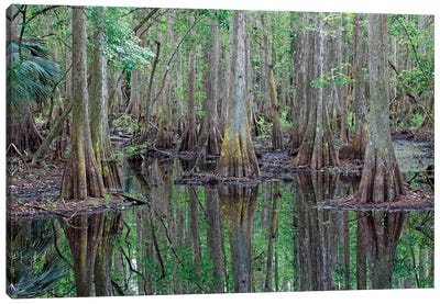 Bald Cypress Trees In Flooded Swamp, Highlands Hammock State Park, Florida Canvas Art Print - Cypress Trees
