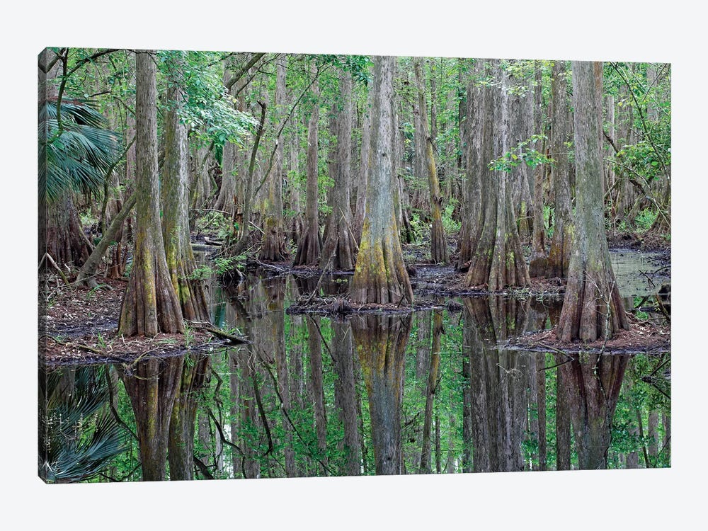 Bald Cypress Trees In Flooded Swamp, Highlands Hammock State Park, Florida by Scott Leslie 1-piece Art Print