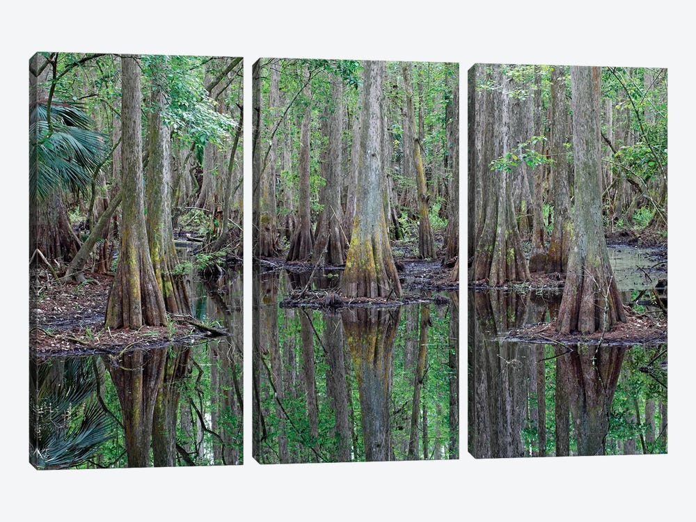 Bald Cypress Trees In Flooded Swamp, Highlands Hammock State Park, Florida by Scott Leslie 3-piece Canvas Print