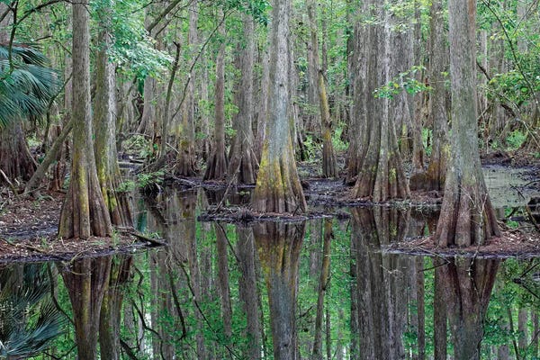 Cypress Trees: Bald Cypress Trees In Flooded Swamp, Highlands Hammock State Park, Florida by Scott Leslie
