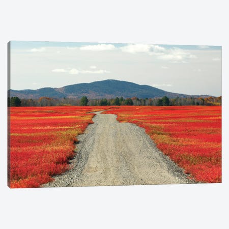 Blueberry Field And Road In Autumn, Deblois, Maine Canvas Print #LSL3} by Scott Leslie Canvas Art