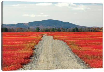 Blueberry Field And Road In Autumn, Deblois, Maine Canvas Art Print