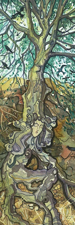 Oak Lady Of Lake Vista