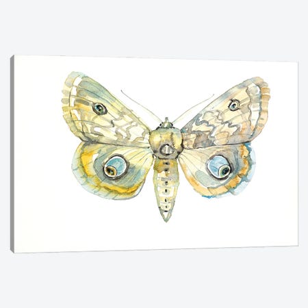 Moth Canvas Print #LSM24} by Luisa Millicent Canvas Print