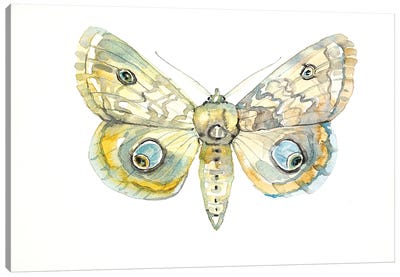 Moth Canvas Art Print - Luisa Millicent
