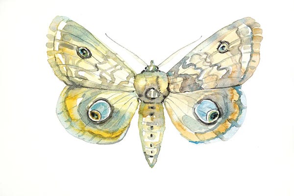 Moths: Moth by Luisa Millicent