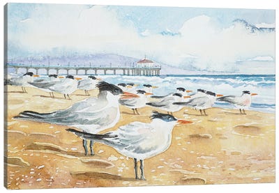 Terns - Manhattan Beach Canvas Art Print - Luisa Millicent