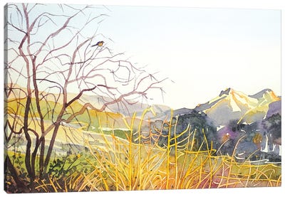 Reagan Ranch Meadow - Golden Hour Canvas Art Print - Luisa Millicent