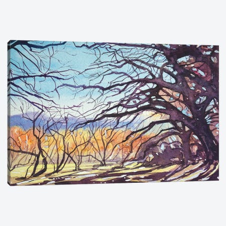 Old Oaks - Paramount Trail Canvas Print #LSM67} by Luisa Millicent Canvas Print
